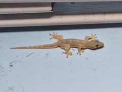 Hemidactylus platyurus