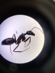 Camponotus
