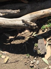 Sceloporus occidentalis