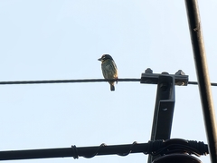 Psilopogon haemacephalus