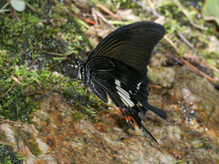 Papilio iswara