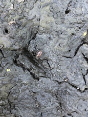Coleomegilla quadrifasciata