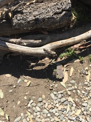 Sceloporus occidentalis