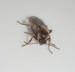 Cynips quercusfolii