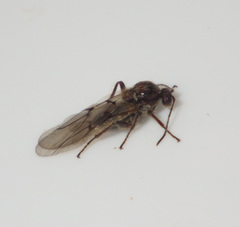 Cynips quercusfolii