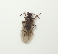 Cynips quercusfolii