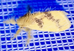 Euproctis ceramozona