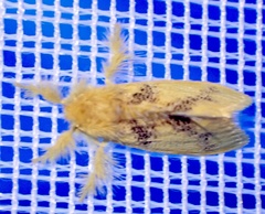 Euproctis ceramozona