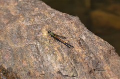 Platycypha auripes