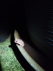 Duttaphrynus melanostictus