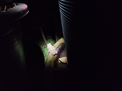 Duttaphrynus melanostictus