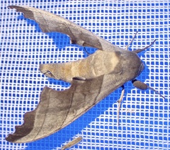 Polyptychus niloticus