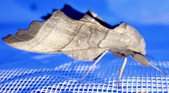 Polyptychus niloticus