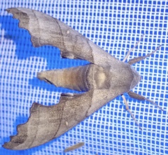 Polyptychus niloticus