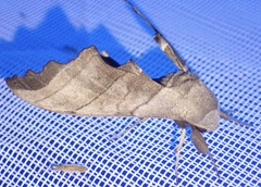 Polyptychus niloticus