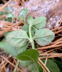 Phytomyza crassiseta