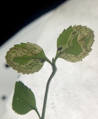 Phytomyza crassiseta