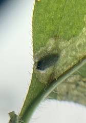 Phytomyza crassiseta