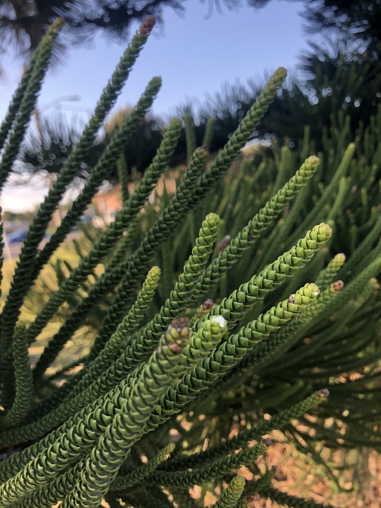 Cook pine from James H. Nance Park, Indialantic, FL, US on December 28