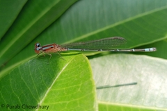 Pseudagrion microcephalum