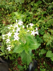 Pentas