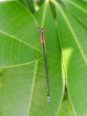 Pseudagrion microcephalum