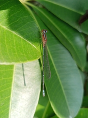Pseudagrion microcephalum