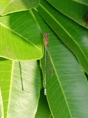 Pseudagrion microcephalum