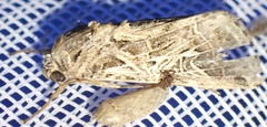 Spodoptera littoralis