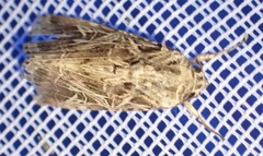 Spodoptera littoralis