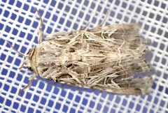 Spodoptera littoralis