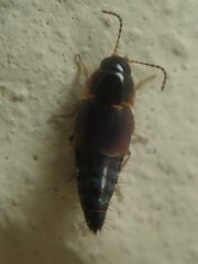 Tachyporus pusillus
