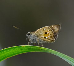 Pheraeus odilia odilia