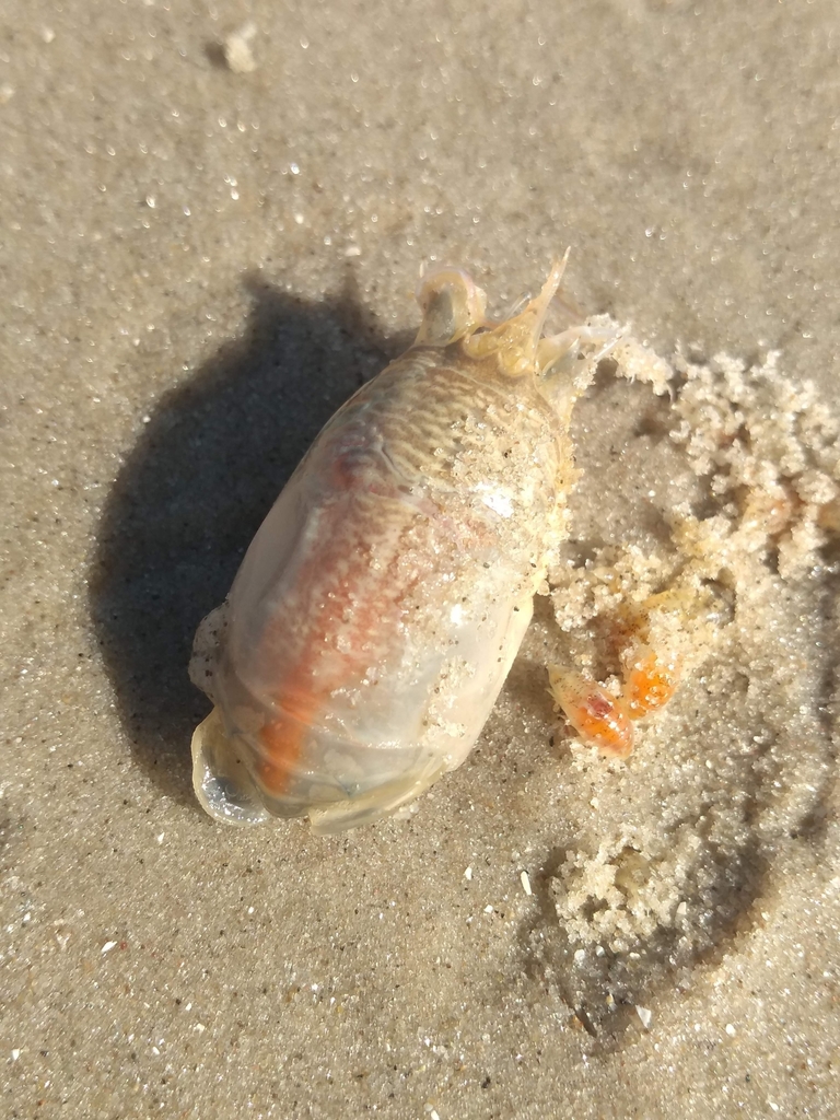 Brazilian Mole Crab