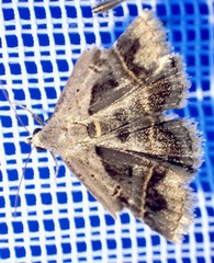 Acantholipes trimeni