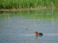 Tachybaptus ruficollis