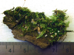 Lachnum subvirgineum