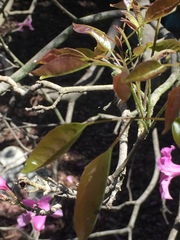 Magnoliopsida
