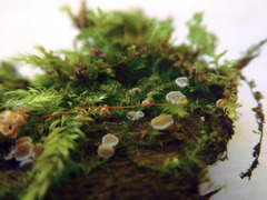 Lachnum subvirgineum