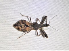 Sinea spinipes