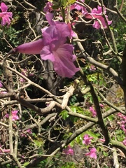 Magnoliopsida