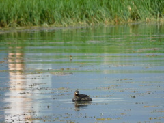 Tachybaptus ruficollis