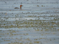 Tachybaptus ruficollis