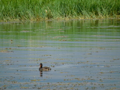Tachybaptus ruficollis