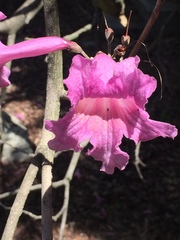 Magnoliopsida