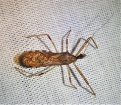 Rocconota annulicornis