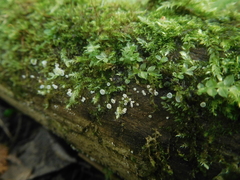 Lachnum subvirgineum