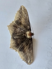 Chiasmia simplicilinea