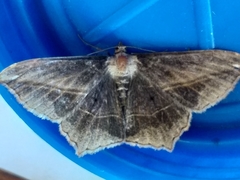 Chiasmia simplicilinea