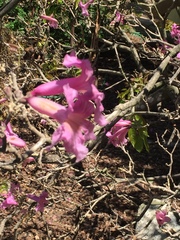Magnoliopsida